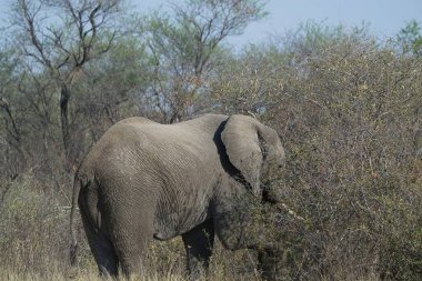 Afrika fili, Afrika 'nın güneyindeki Kruger Park' ta doğal yaşam alanında.