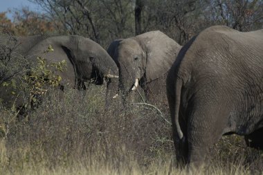 Afrika savanındaki fil.