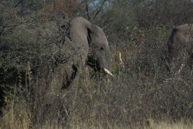 Öğleden sonra Afrika 'nın güneyindeki Kruger Ulusal Parkı' nda fil.