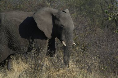 Kenya savanındaki fil