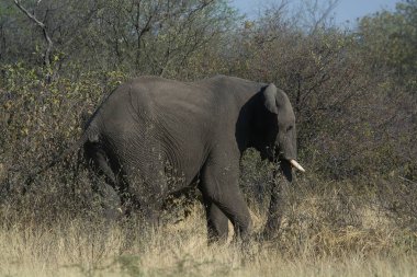 Afrika 'nın güneyindeki Kruger parkında büyük bir fil.