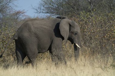 Büyük bir fil arka planda ağaçlarla savanada yürüyor.