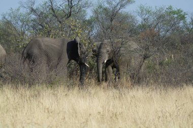 Afrika savanındaki büyük Afrika fili.