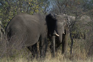 Kruger Park 'taki Afrika fili