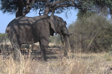 Ormanda büyük boynuzları olan büyük bir fil