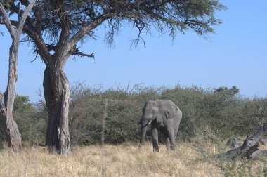 Afrika, Kenya 'da bir parkta Afrika fili