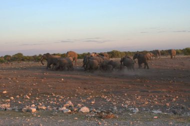 Gün batımında Afrika savanındaki fil.