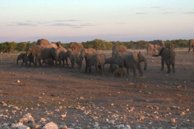 Afrika çalılıklarında fil