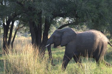 Kenya savanındaki filler