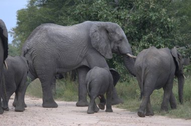 Kruger Park 'taki Afrika vahşi yaşam fili