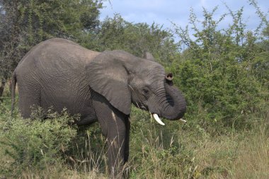 Afrika 'da savanadaki fil