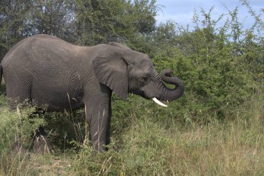 Kruger Park 'taki Afrika fili