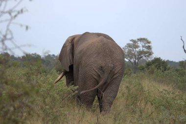 Sri Lanka ulusal parkında büyük bir fil.