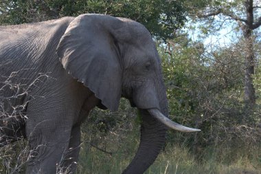 Afrika bozkırında büyük bir fil