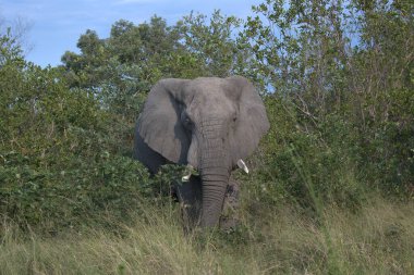 Vahşi doğadaki güzel bir Afrika fili.