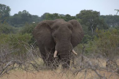 Savannah Afrika'nın büyük fil