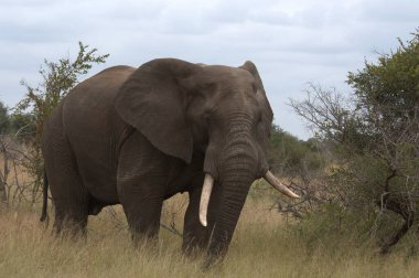 Vahşi doğada büyük fil