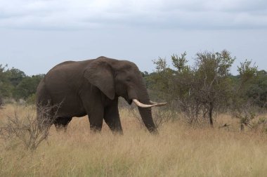Afrika 'nın savanasında kuru çimlerin üzerinde duran büyük bir fil.