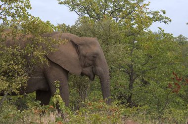 Güney Afrika 'daki Kruger Ulusal Parkı' ndaki fil.