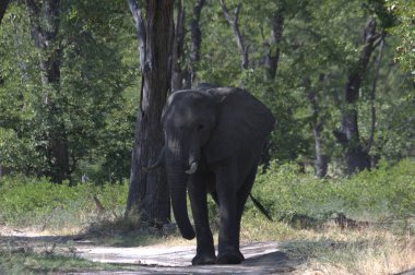 Hayvanat bahçesindeki fil.
