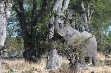 Kruger Ulusal Parkı 'nda fil, Güney Afrika