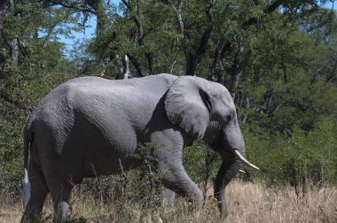 Kenya savanındaki fil