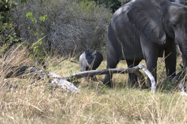 Ormanda yürüyen büyük filler.