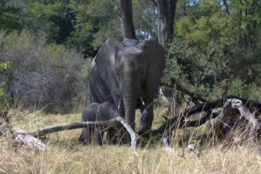 Kenya, Afrika savanındaki filler.