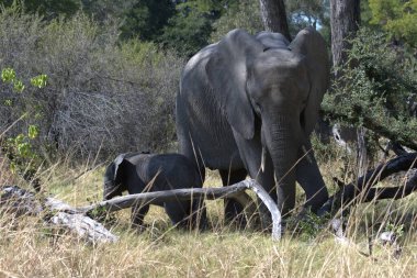 Afrika 'da savanadaki fil