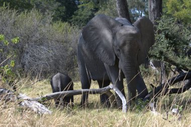 Savannah Afrika'nın büyük fil