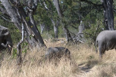 Afrika fili Kruger Ulusal Parkı, Güney Afrika