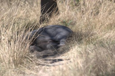 Hayvanat bahçesindeki şirin domuzun yakın plan fotoğrafı.