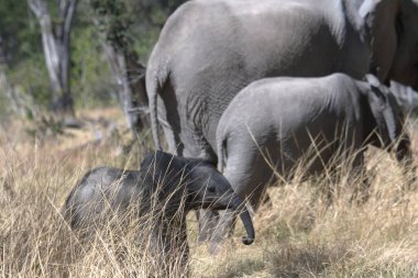 Afrika bozkırında büyük bir fil