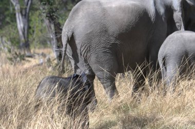 Afrika fili Kruger Ulusal Parkı 'nda, Güney Afrika, Specie Güney Amerika