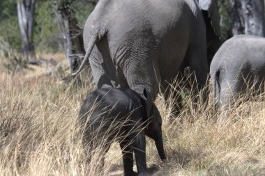 Ormandaki Afrika filleri