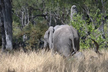 Güney Afrika 'daki Kruger Park' taki fil.