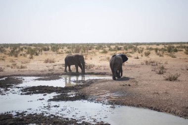 Savananın ortasında, Afrika çölündeki filler.