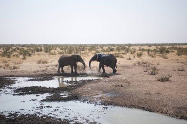Kenya savanındaki filler