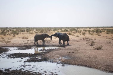 Etoşa 'da otlayan bir zebra sürüsü.