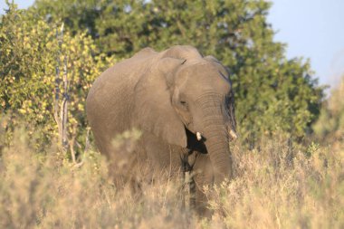 Botswana ulusal parkında büyük bir fil.