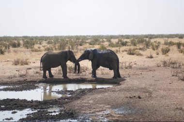 Sudaki kuru çamur çukurunda iki at.