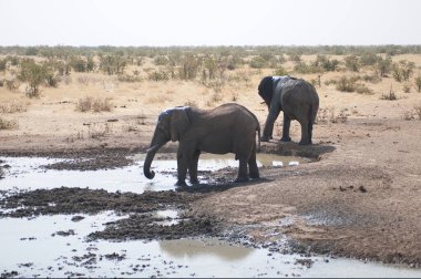Namibya 'daki Etoşa Ulusal Parkı' ndaki fil.