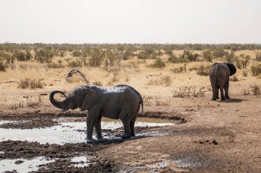 Afrika savanasındaki filler