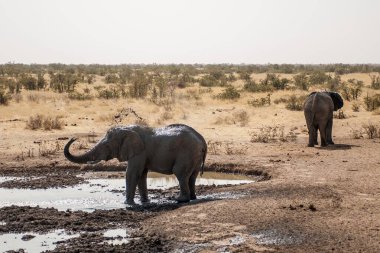 Namibya 'da Etoşa' daki filler