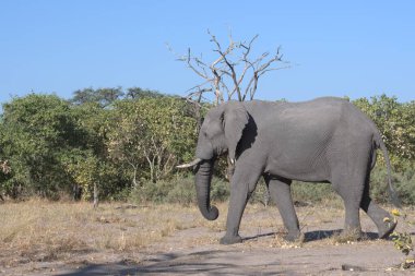 Afrika fili Xodonta Africana Ulusal Parkı 'nda