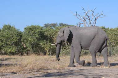 fil Kruger National Park