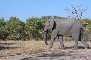 Afrika fili Kruger Ulusal Parkı, Güney Afrika