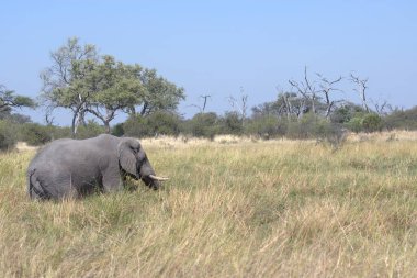 Kenya savanındaki Afrika fili