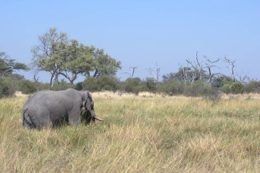 Afrika fili (loxodonta africana )