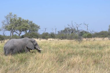 Büyük Afrika çalı fili